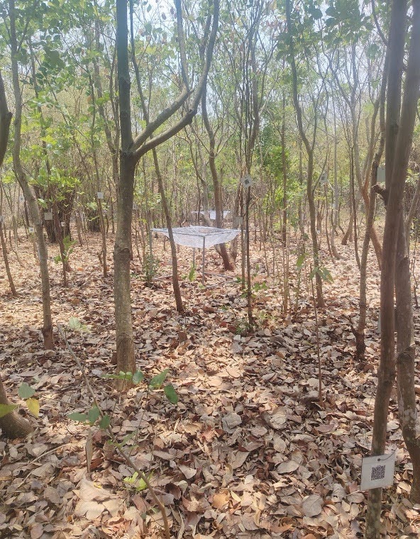 miyawaki
